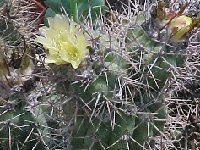 Copiapoa calderana JL.jpg